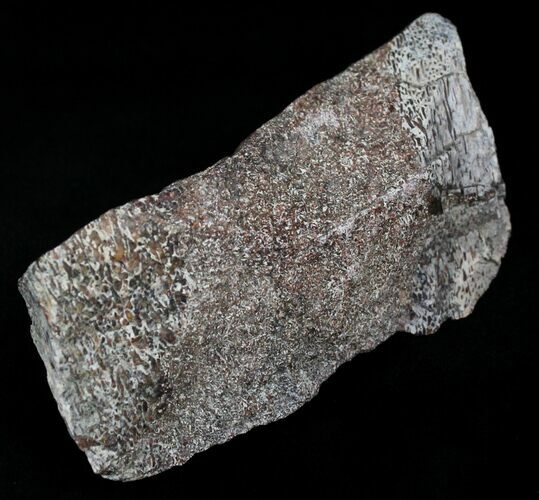 Rough Agatized Dinosaur Bone - Ounces #25520